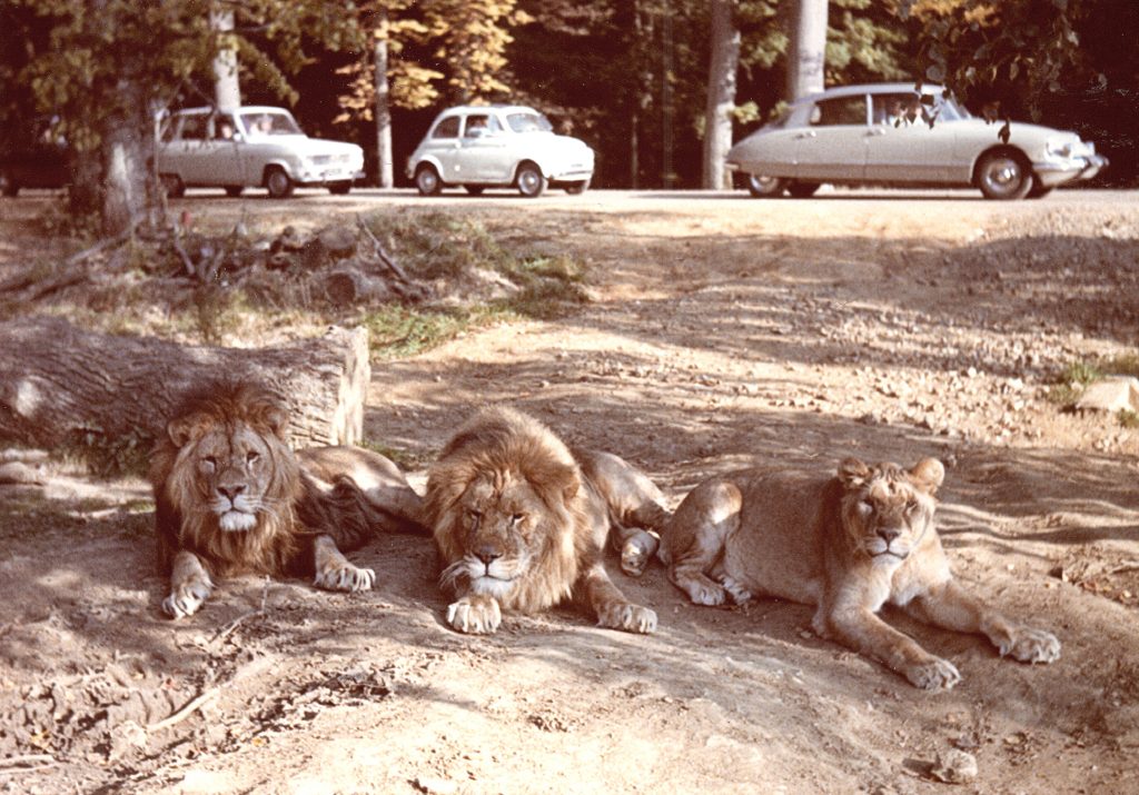 3 1968 Lions Voiture