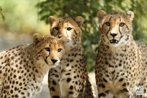 Guepard 4